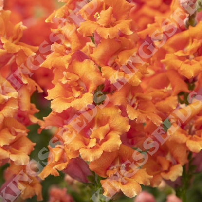 Picture of Antirrihinum - Sweet Duet Peach F1